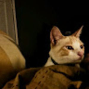 Meet your Posher, Morgan